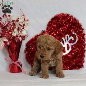 Nolan, Mini Goldendoodle Puppy